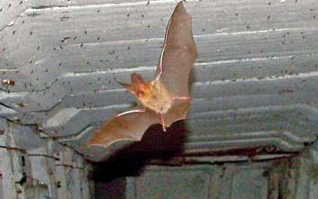 Pelengacja kontra echolokacja czyli tropienie nietoperzy