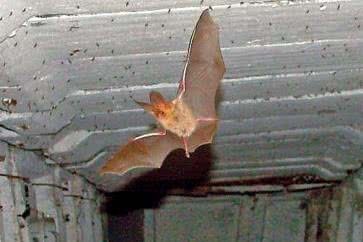 Pelengacja kontra echolokacja czyli tropienie nietoperzy