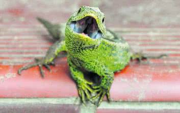 Jak mocno gryzą jaszczurki?