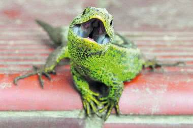 Jak mocno gryzą jaszczurki?