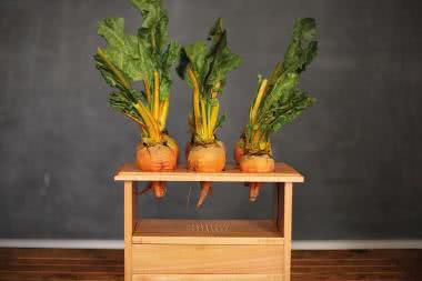 BeetBox - perkusja z Raspberry PI i buraków