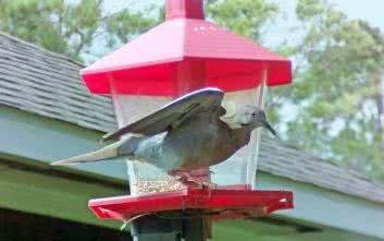 Cyfrowo monitorowany karmnik dla ptaków