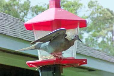 Cyfrowo monitorowany karmnik dla ptaków