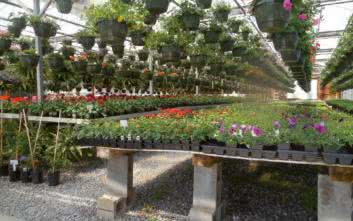 Diody LED firmy Seoul Semiconductor do aplikacji Horticulture