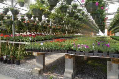 Diody LED firmy Seoul Semiconductor do aplikacji Horticulture