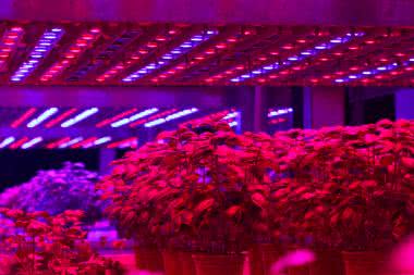 Elektronika w uprawie roślin