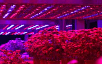 Elektronika w uprawie roślin