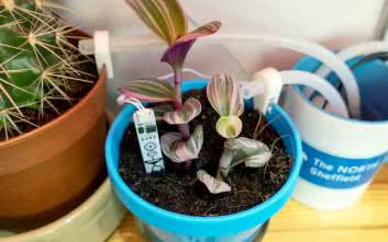 Internet Rzeczy w pomiarach środowiskowych (6). Zestaw do kontrolowania wilgotności gleby Enviro Grow firmy Pimoroni