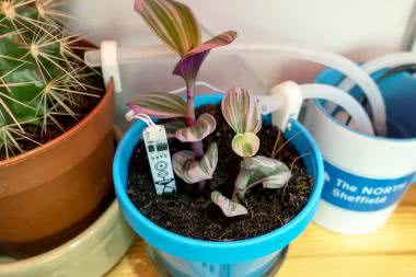 Internet Rzeczy w pomiarach środowiskowych (6). Zestaw do kontrolowania wilgotności gleby Enviro Grow firmy Pimoroni