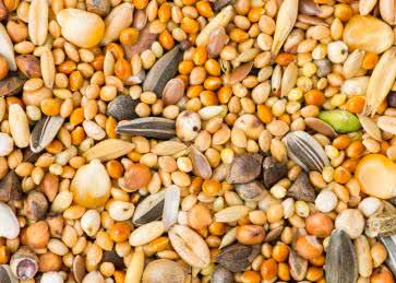 Komórkowy Internet Rzeczy (IoT) oraz Bluetooth LE wspierają zrównoważone rolnictwo