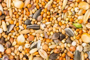 Komórkowy Internet Rzeczy (IoT) oraz Bluetooth LE wspierają zrównoważone rolnictwo