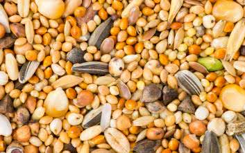 Komórkowy Internet Rzeczy (IoT) oraz Bluetooth LE wspierają zrównoważone rolnictwo